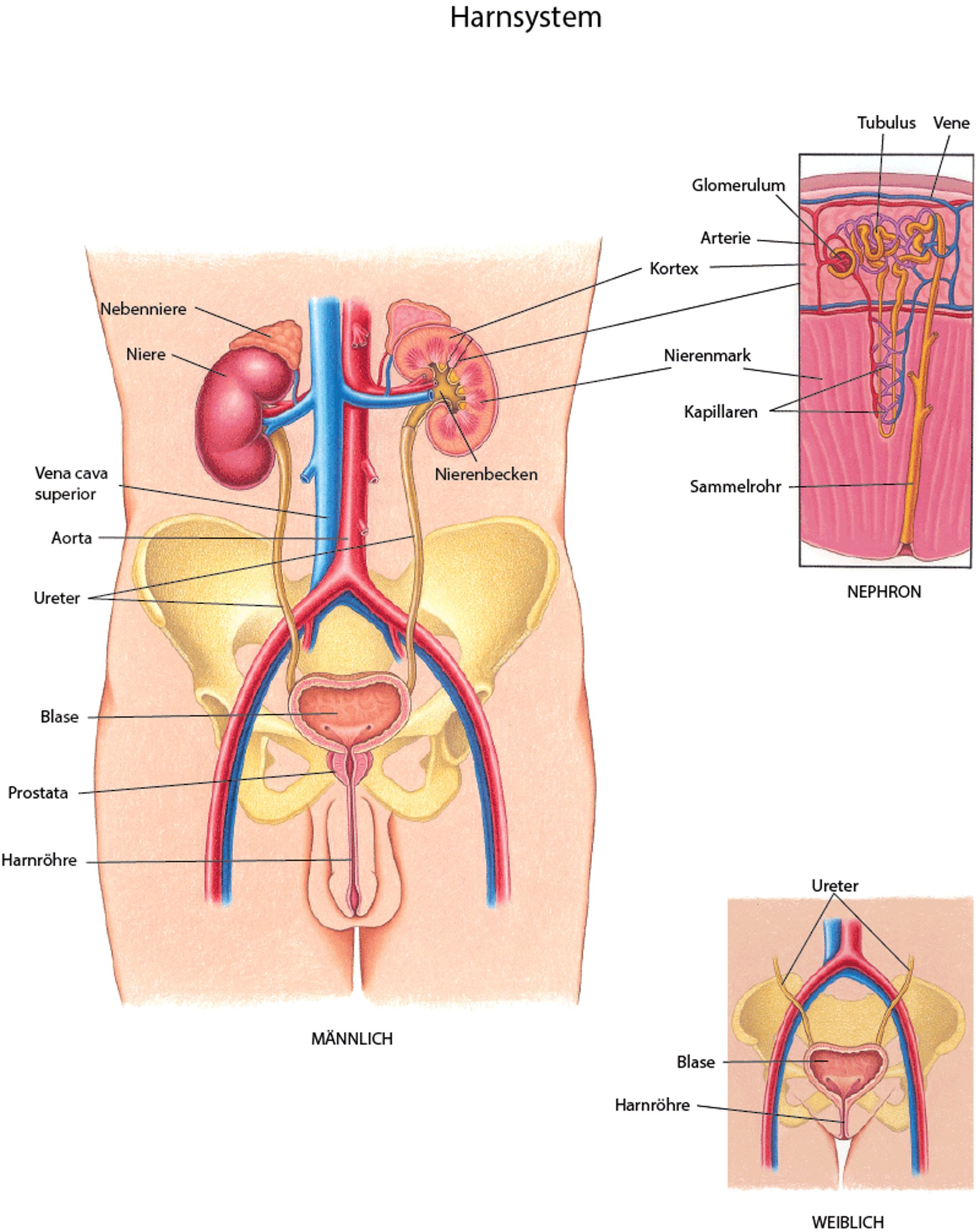 Ein Blick auf das Harnsystem