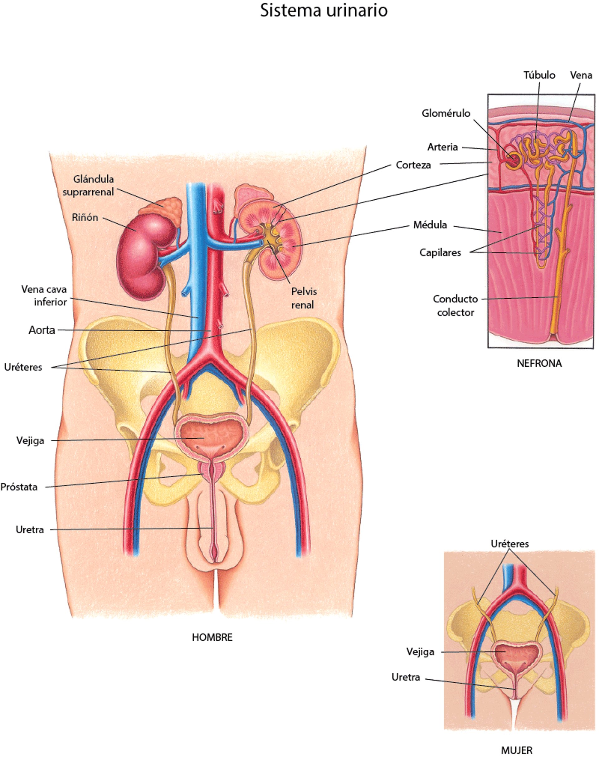 Una visión del aparato urinario