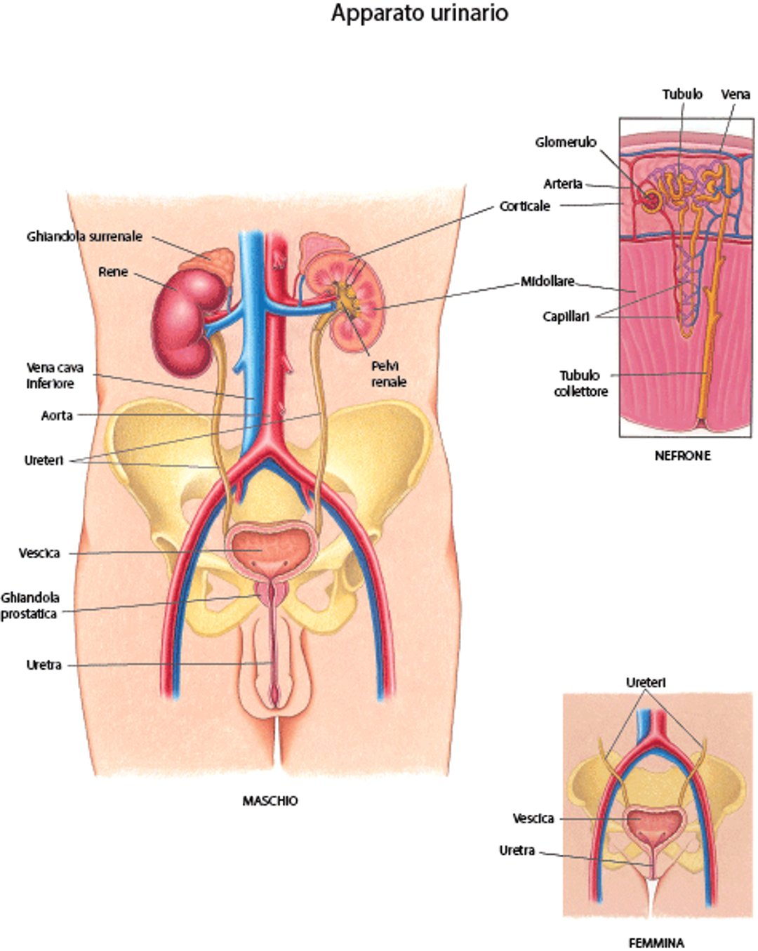 Panoramica sull’apparato urinario