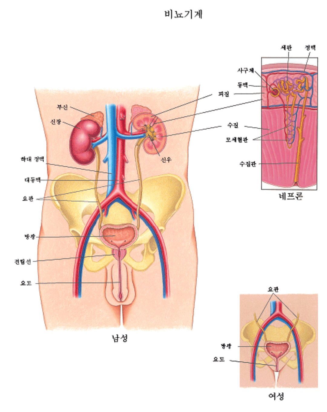 비뇨기계의 모습
