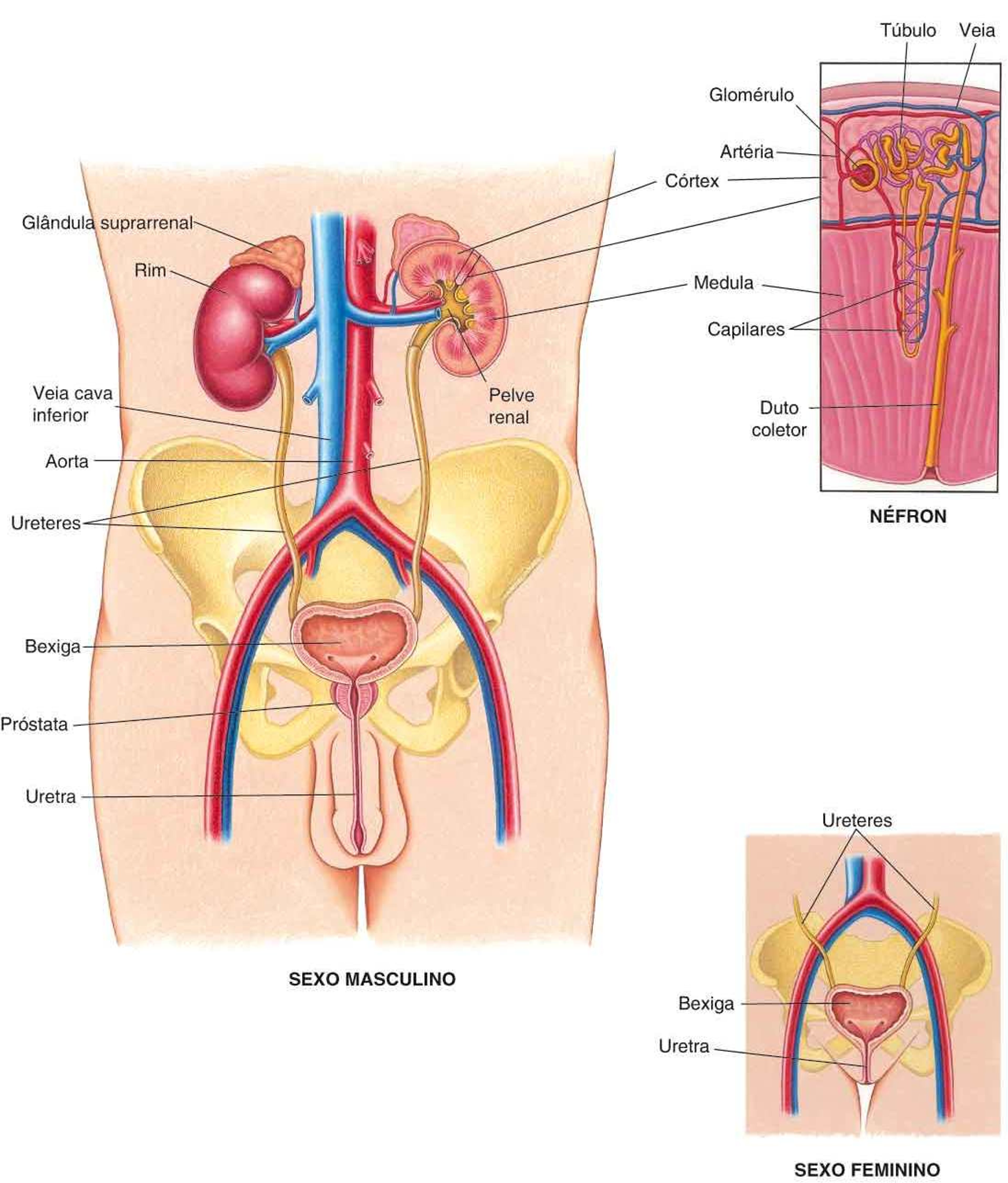 Visualização do sistema urinário