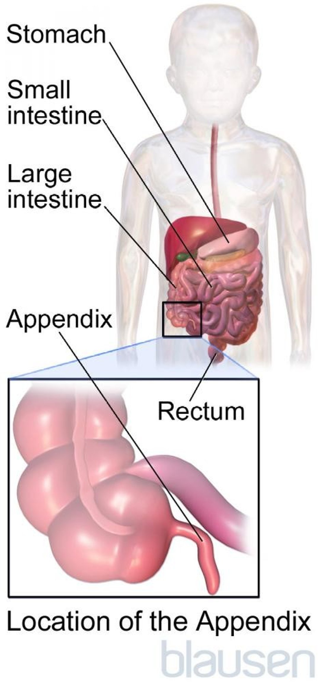 Location of the Appendix