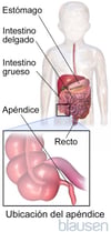 Ubicación del apéndice