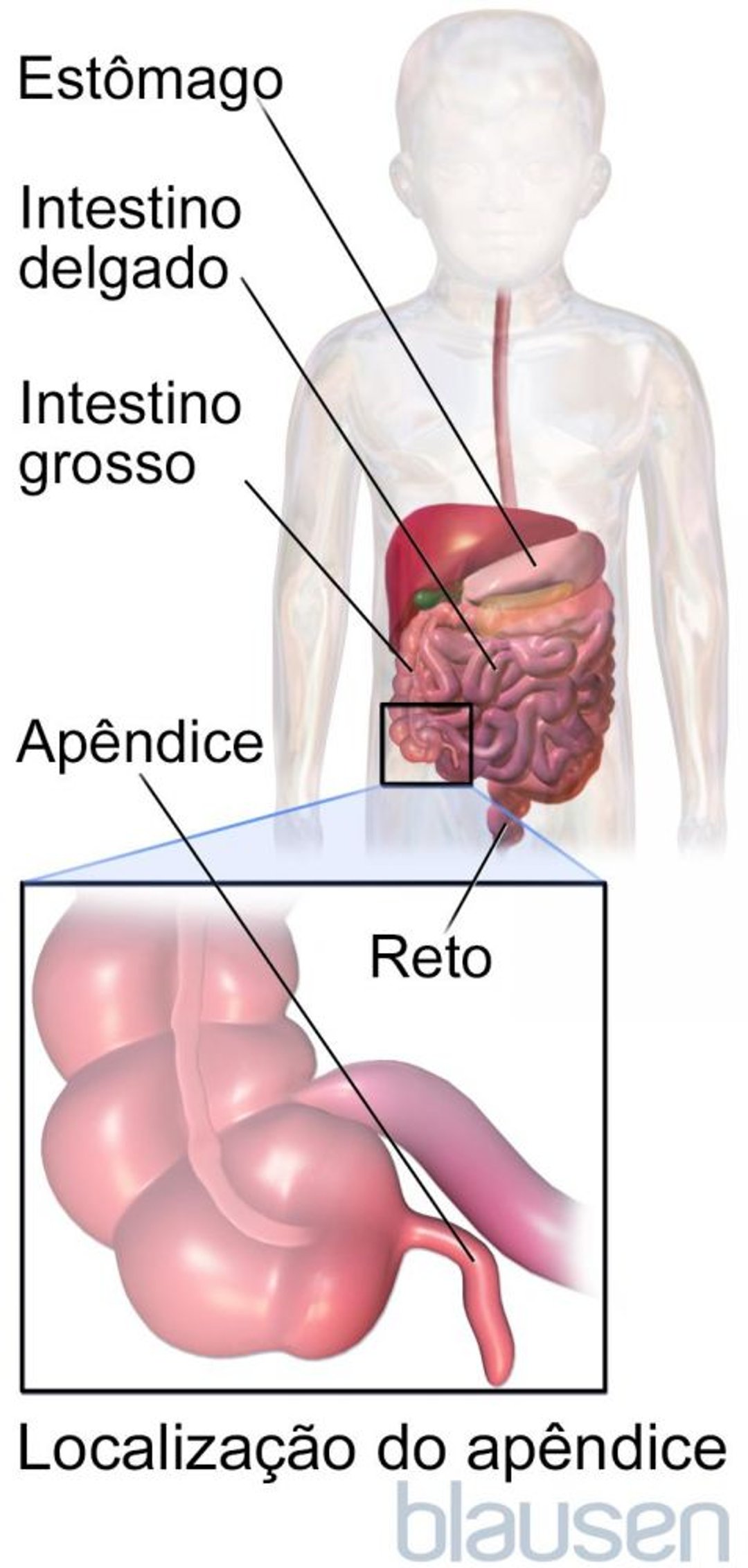 Localização do apêndice