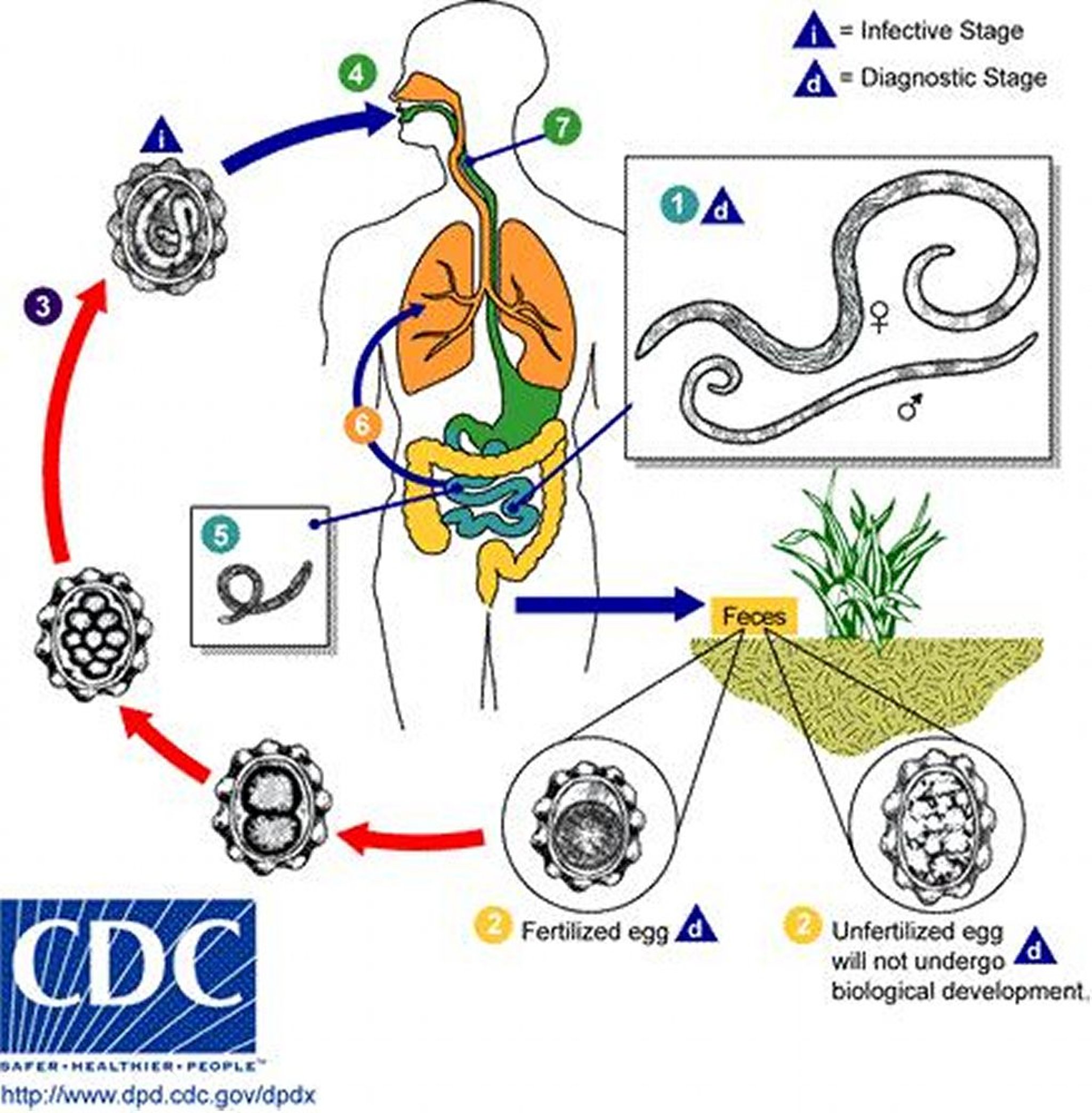 دورة حياة <i >الصَفَر الخراطيني</i> Ascaris lumbricoides