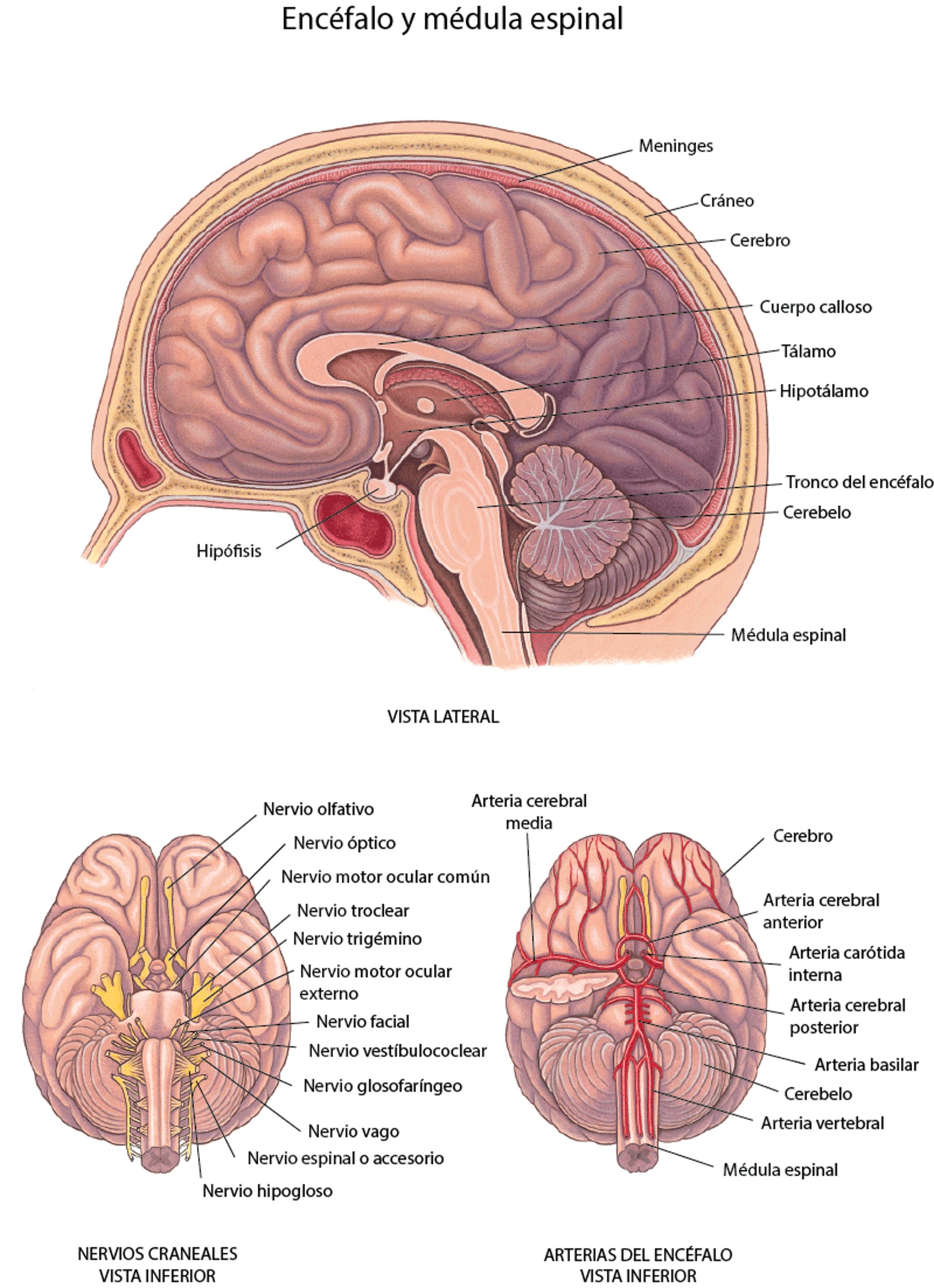 Cerebro: nervios y arterias