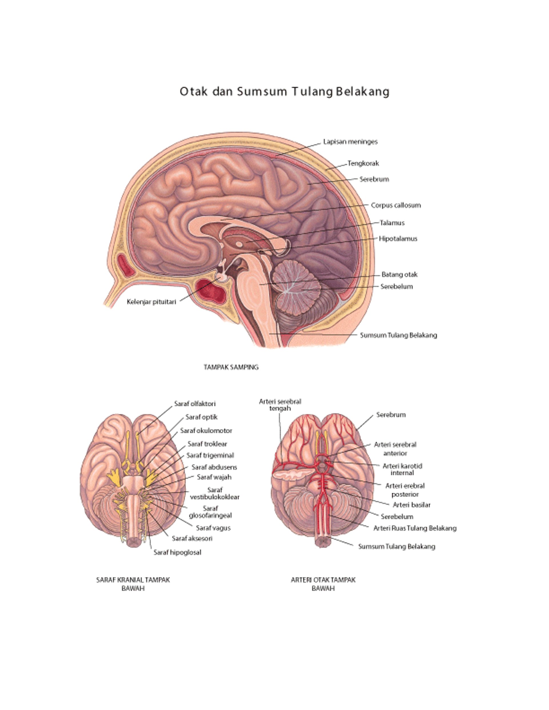 Otak: Saraf dan Arteri