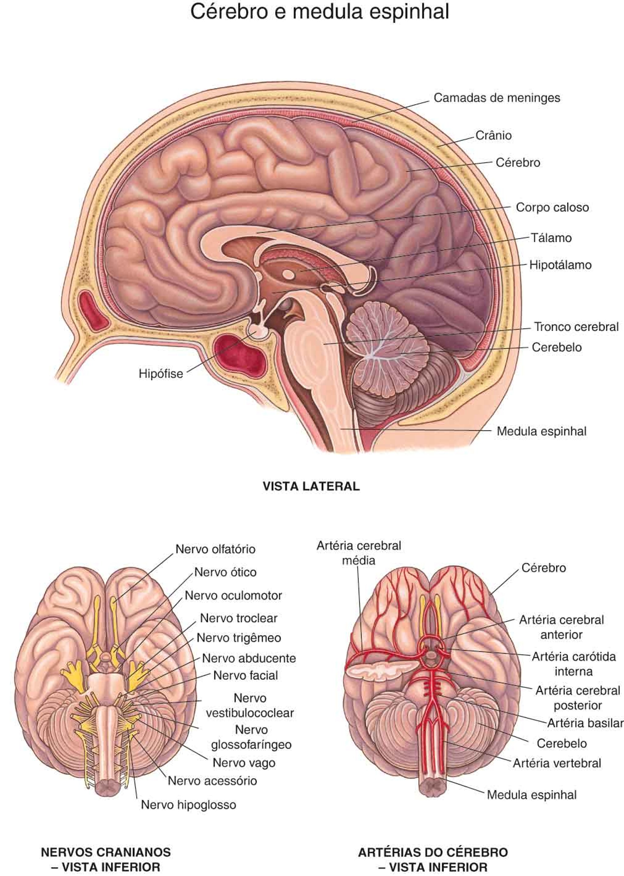 Cérebro: Nervos e artérias