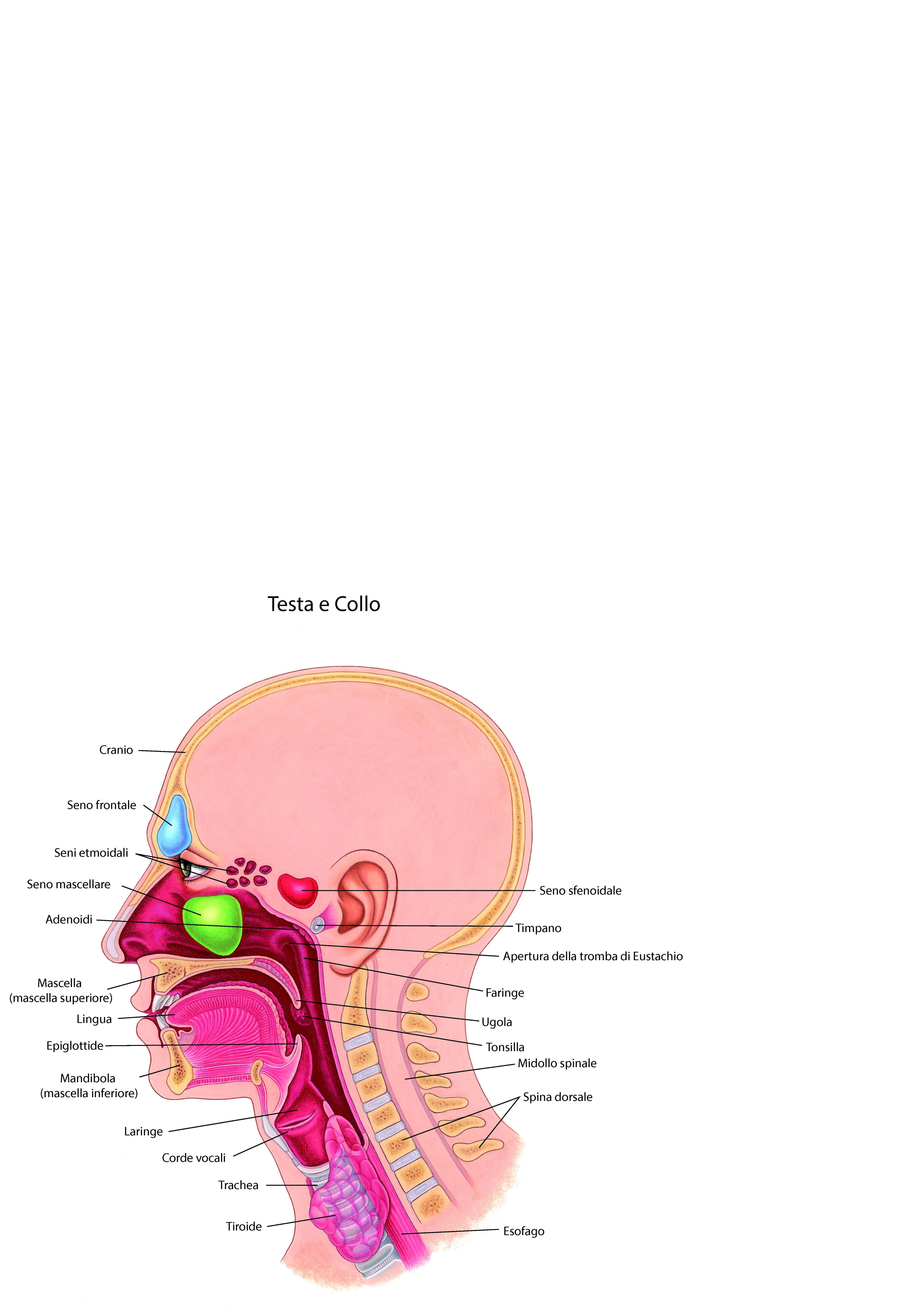 Orecchio, naso e gola