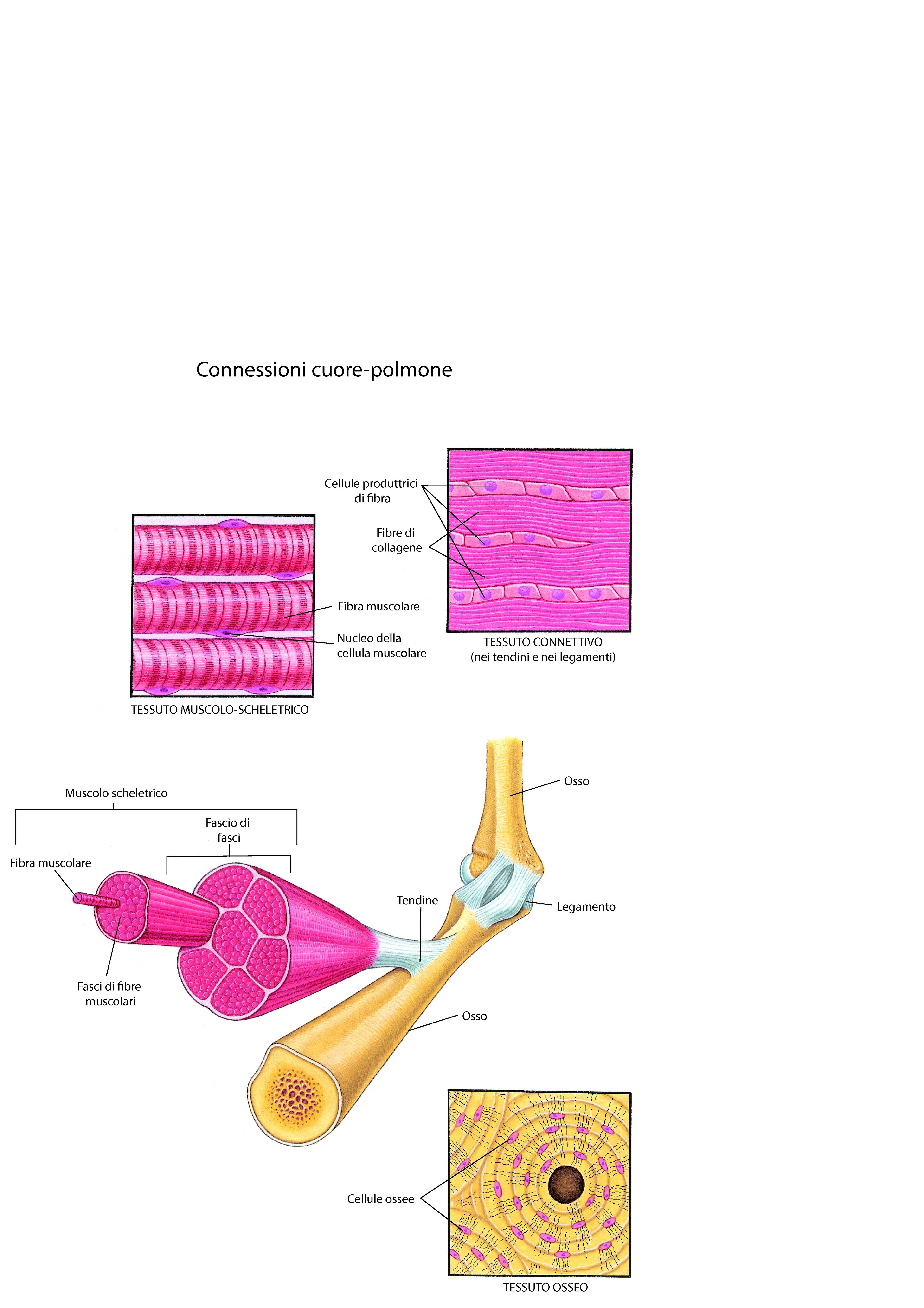 Muscoli e altri tessuti del sistema muscoloscheletrico