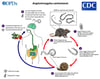 Life Cycle of Angiostrongylus cantonensis