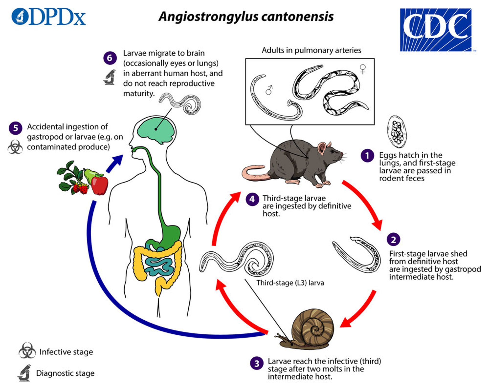 Angiostrongyliasis - Maambukizi - Toleo la Mtumiaji la Mwongozo wa MSD