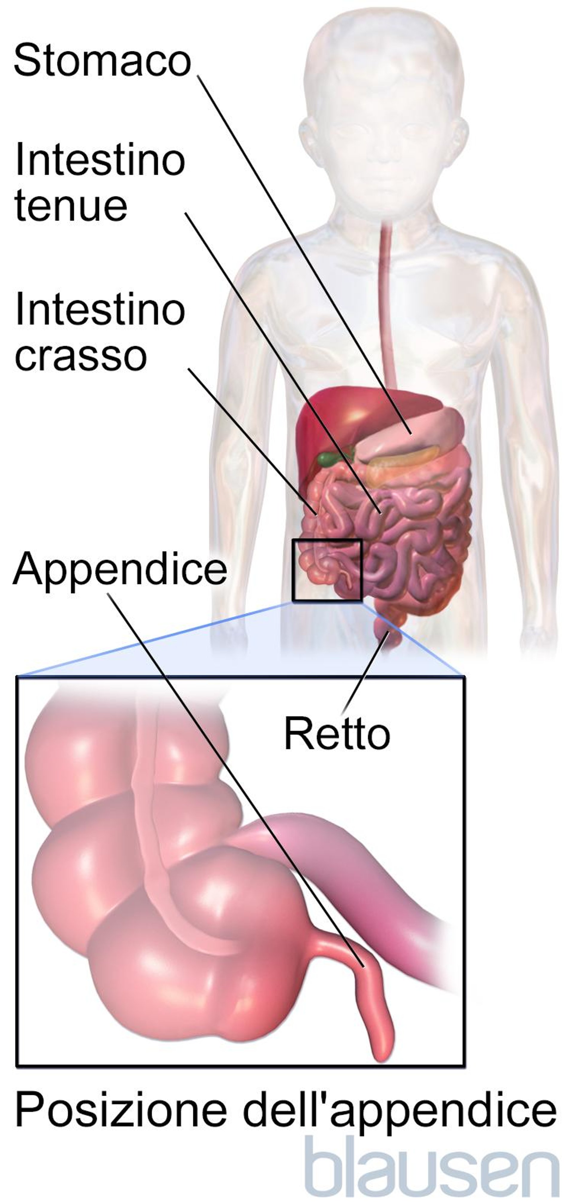 Posizione dell’appendice