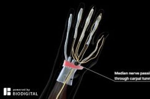 biodigital-carpal-tunnel-cv-sized