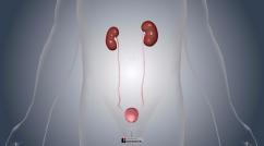 Evaluation of Urinary Tract Disorders - Urinary Tract Disorders - Merck ...