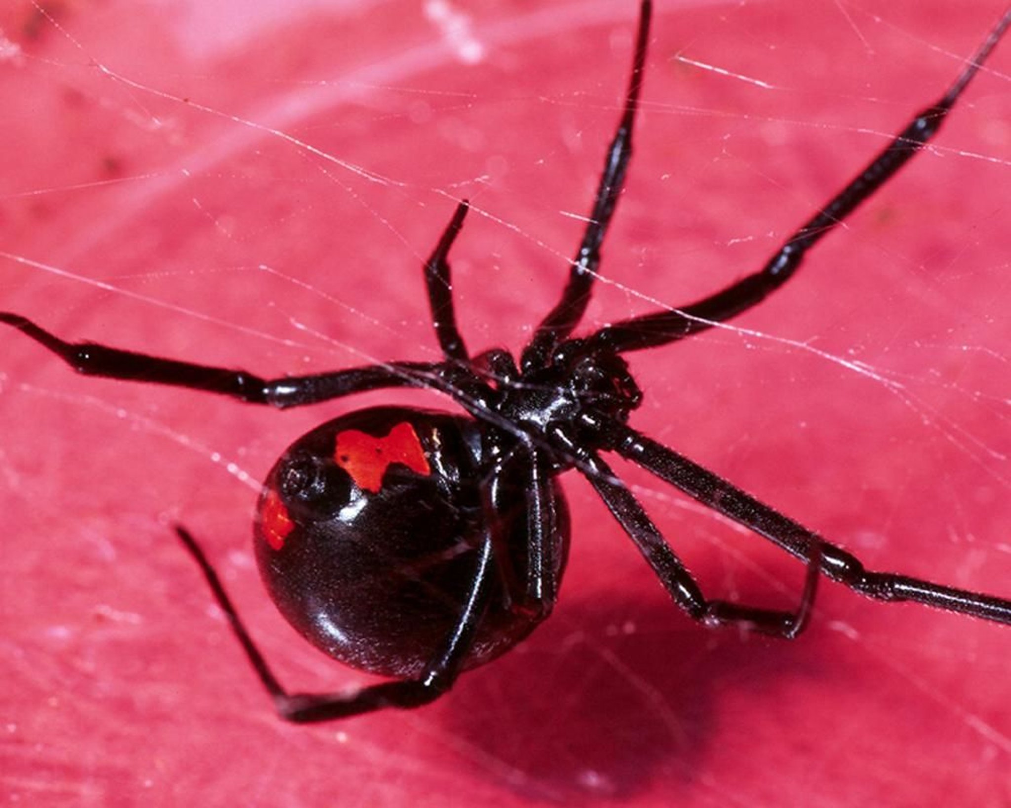 Araña viuda negra