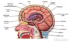 Inside the Brain (Ependymoma)