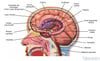 Dentro do cérebro (meduloblastoma)