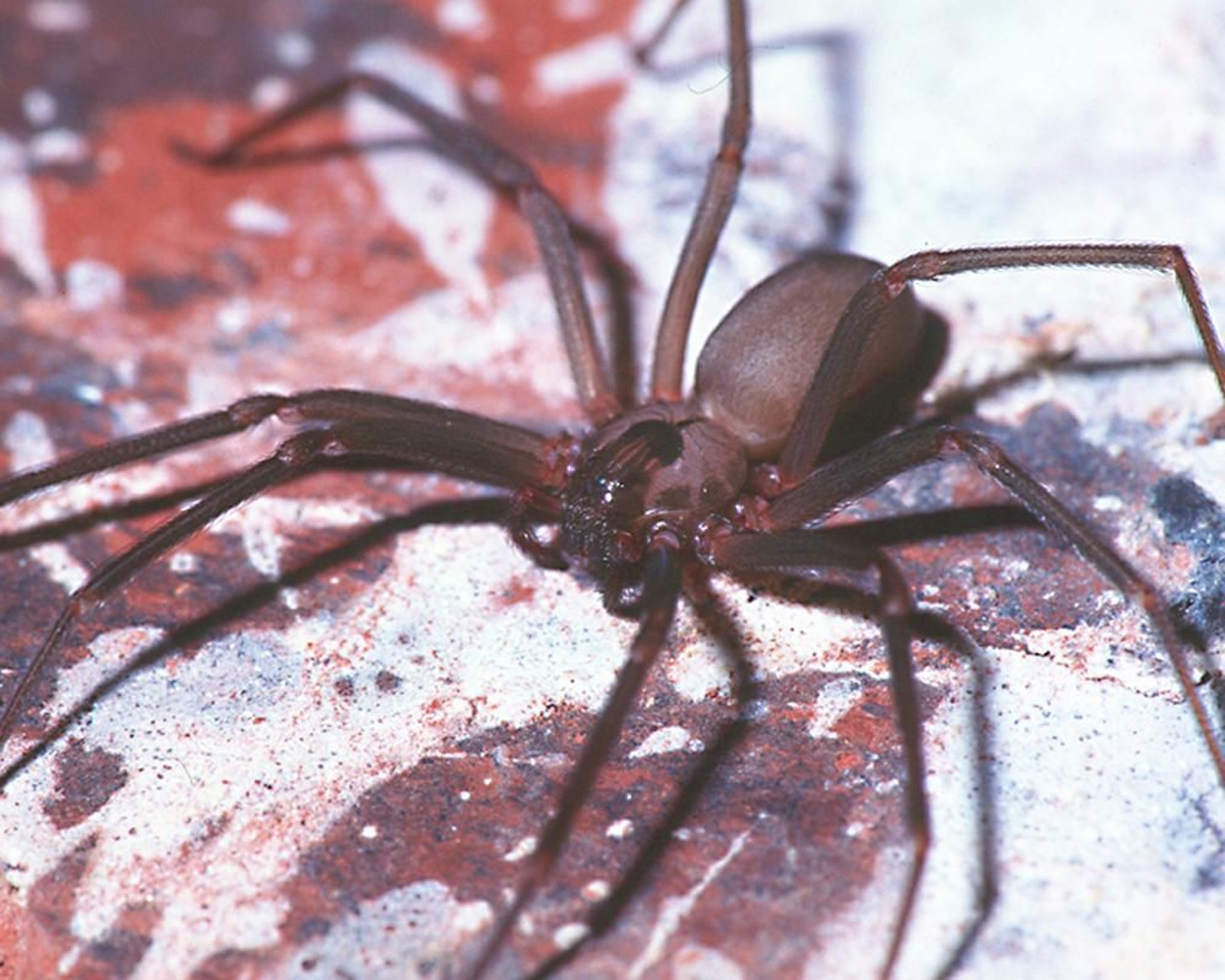 Araña reclusa marrón