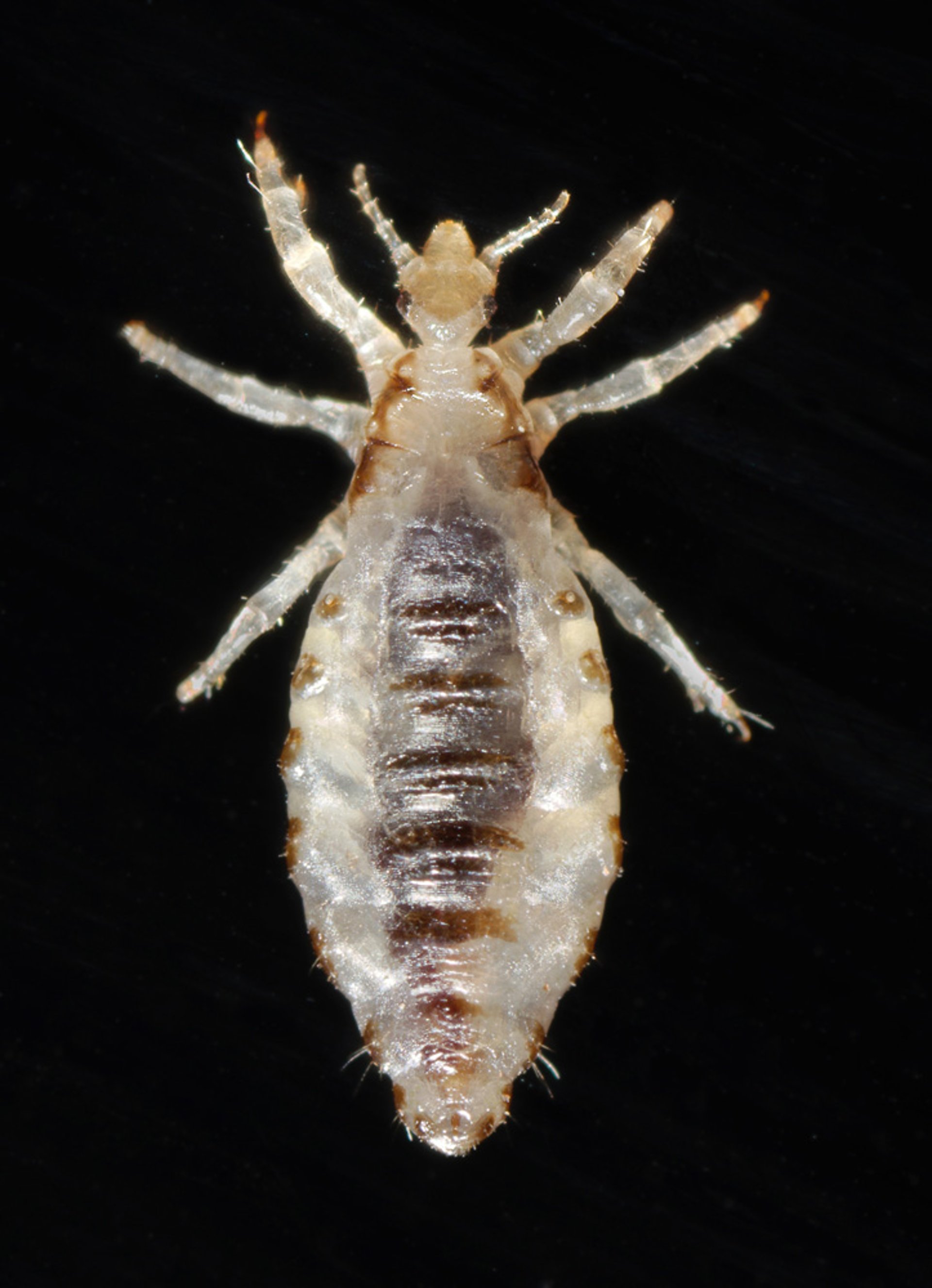 Lice That Transmit Relapsing Fever