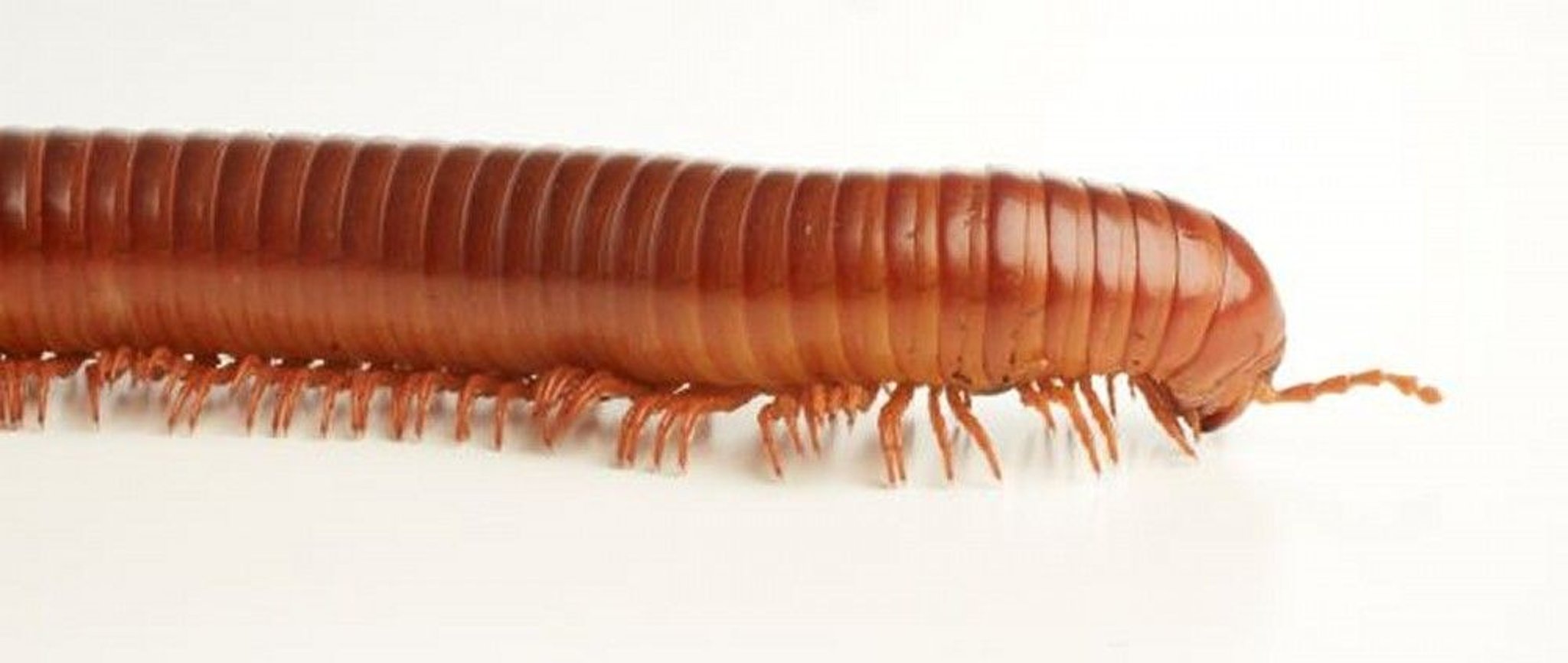 Millipede