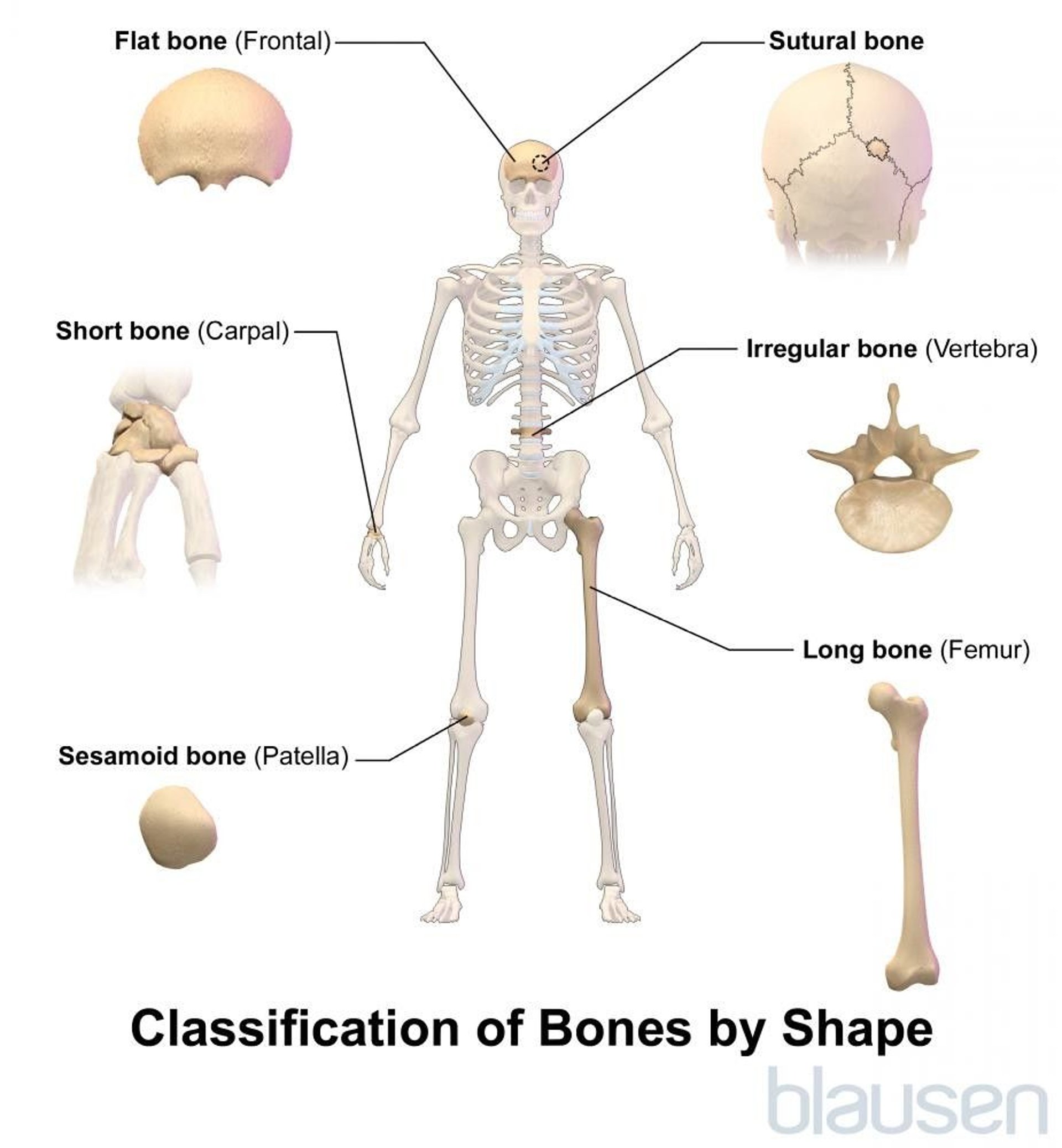 Classification of Bones by Shape
