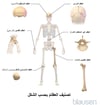 تصنيفُ العظام بحسب الشكل