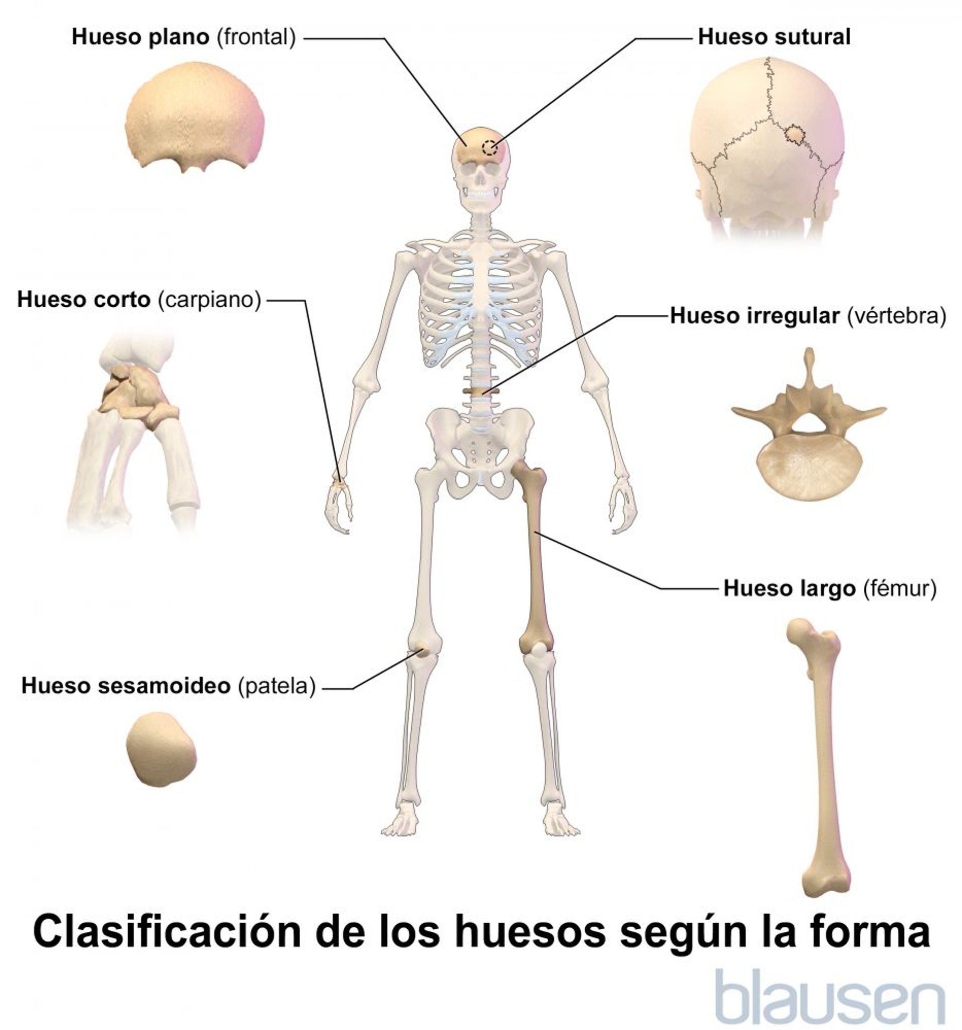 Clasificación de los huesos según su forma
