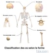 Classification des os en fonction de leur forme