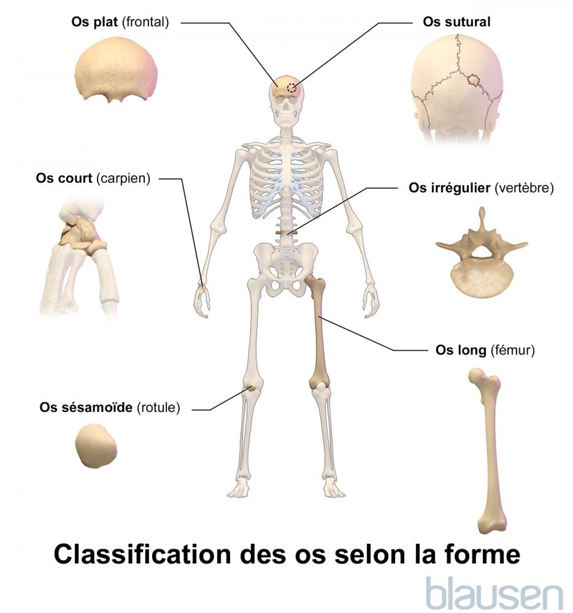 Classification des os en fonction de leur forme