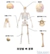 모양별 뼈 분류