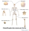 Classificação dos ossos por forma