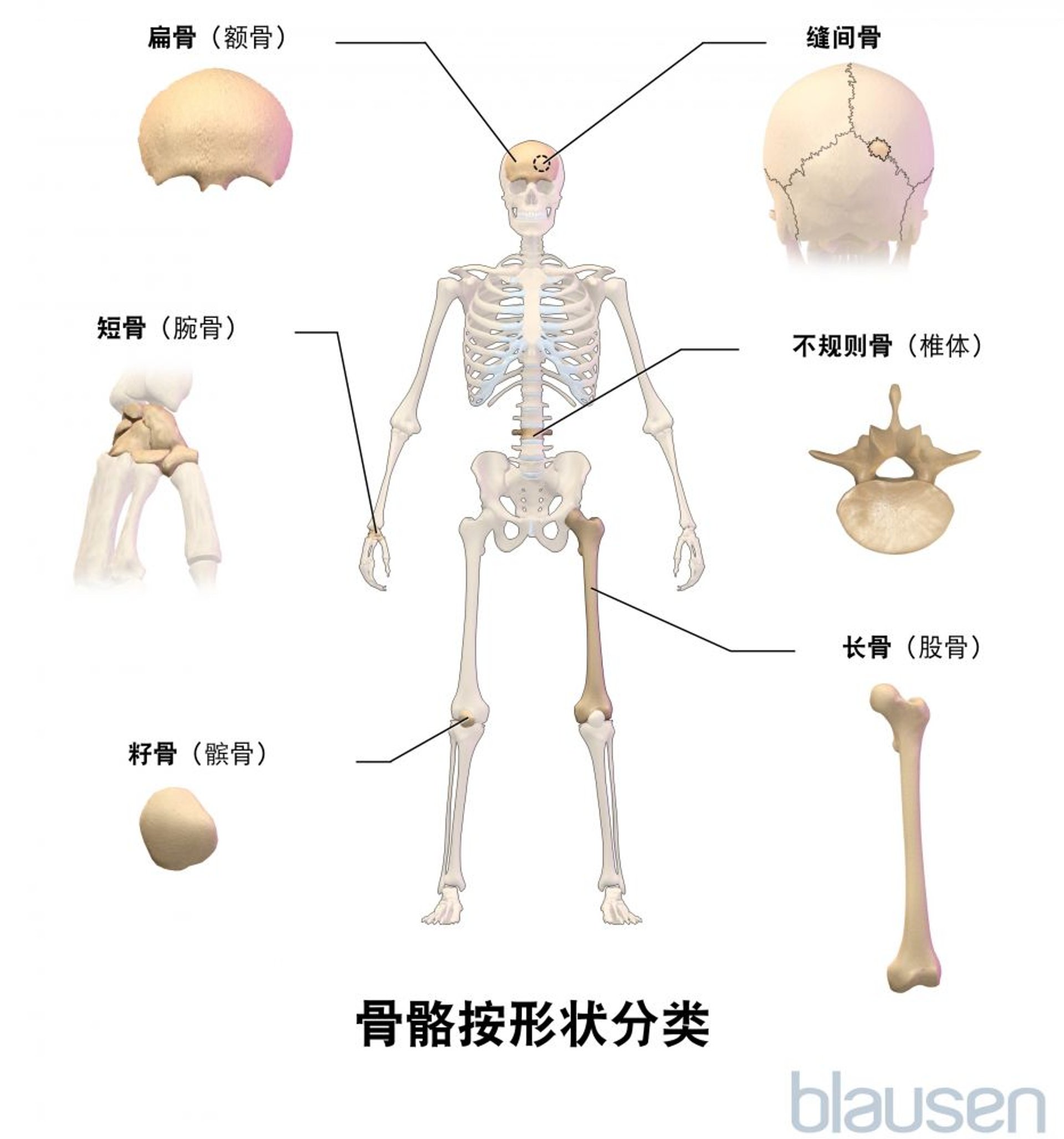 骨骼按形状分类