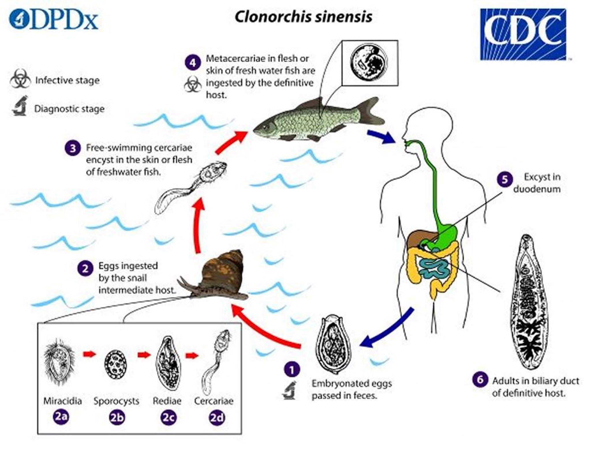 Ciclo de vida de <i >Clonorchis sinensis</i>