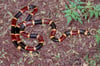 Coral Snake