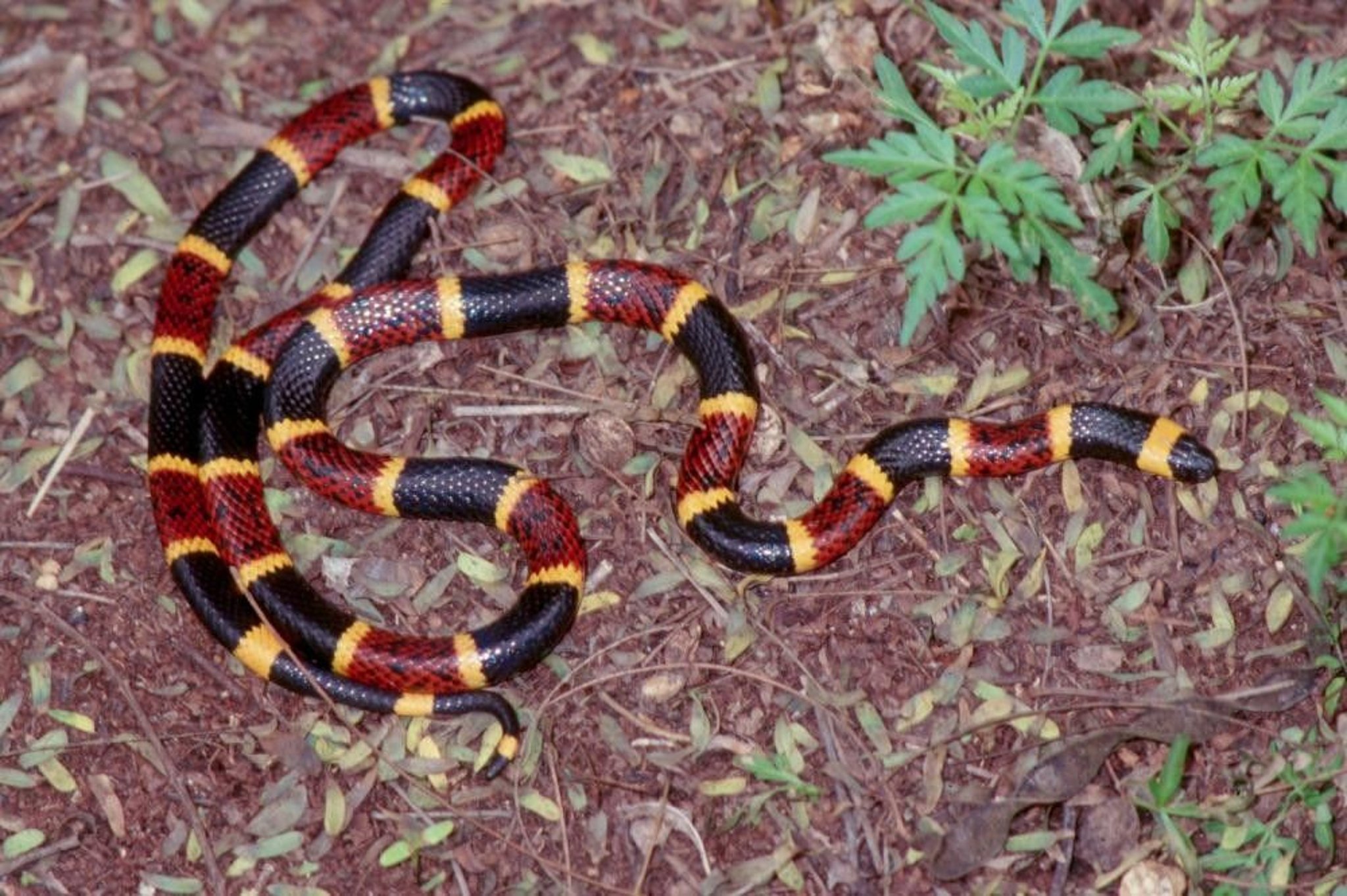 Coral Snake