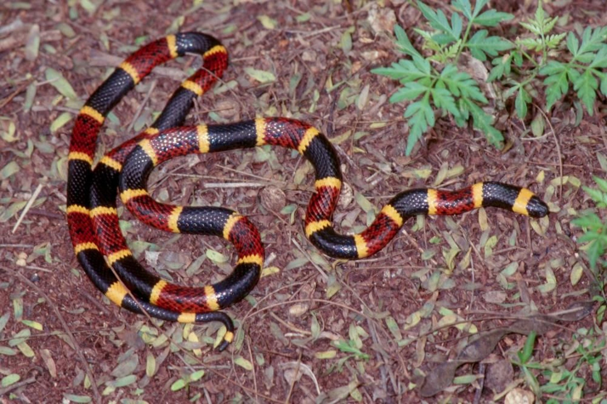 Serpent corail