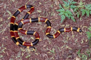 Serpent corail