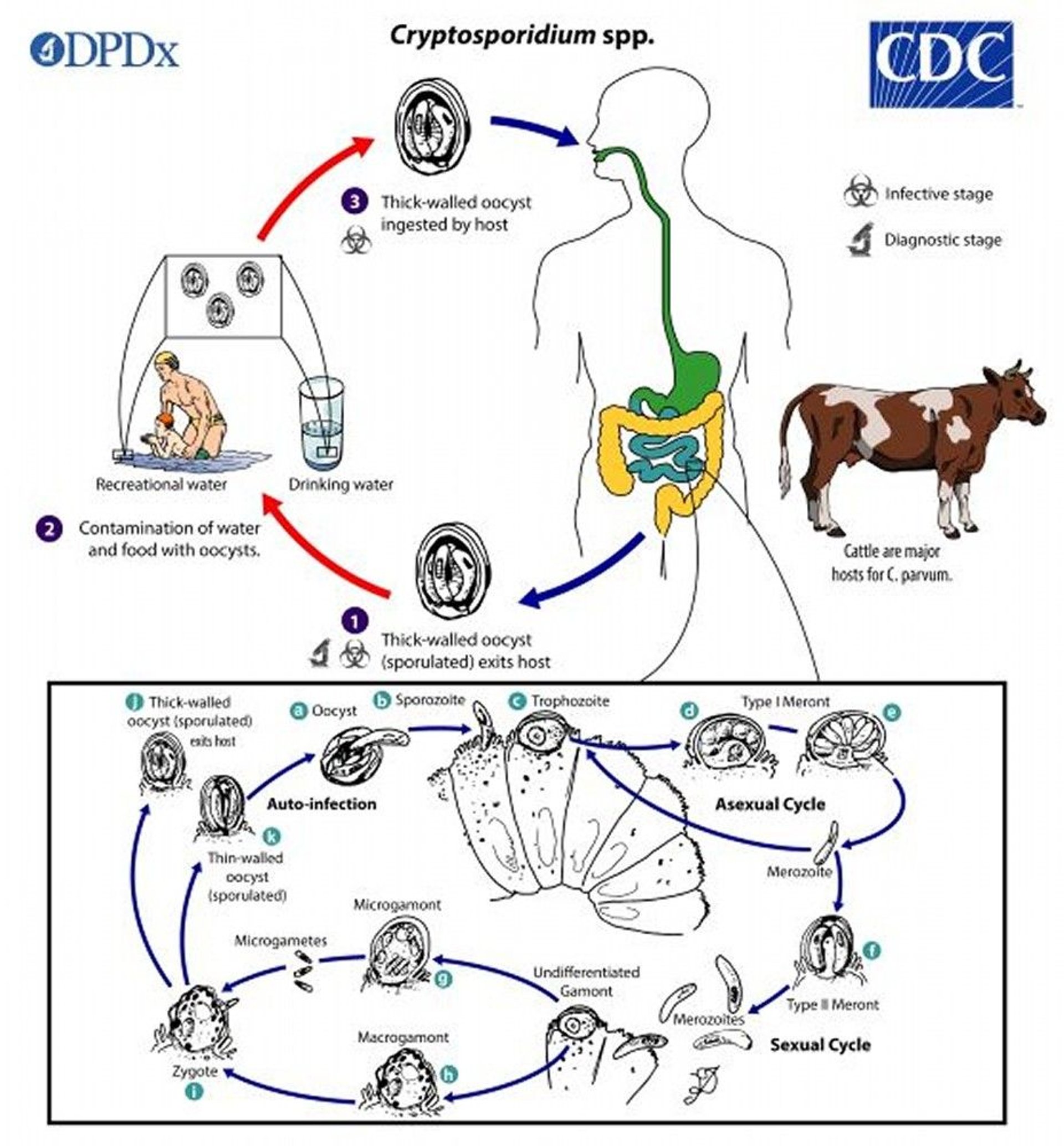 Life Cycle of <i >Cryptosporidium</i>