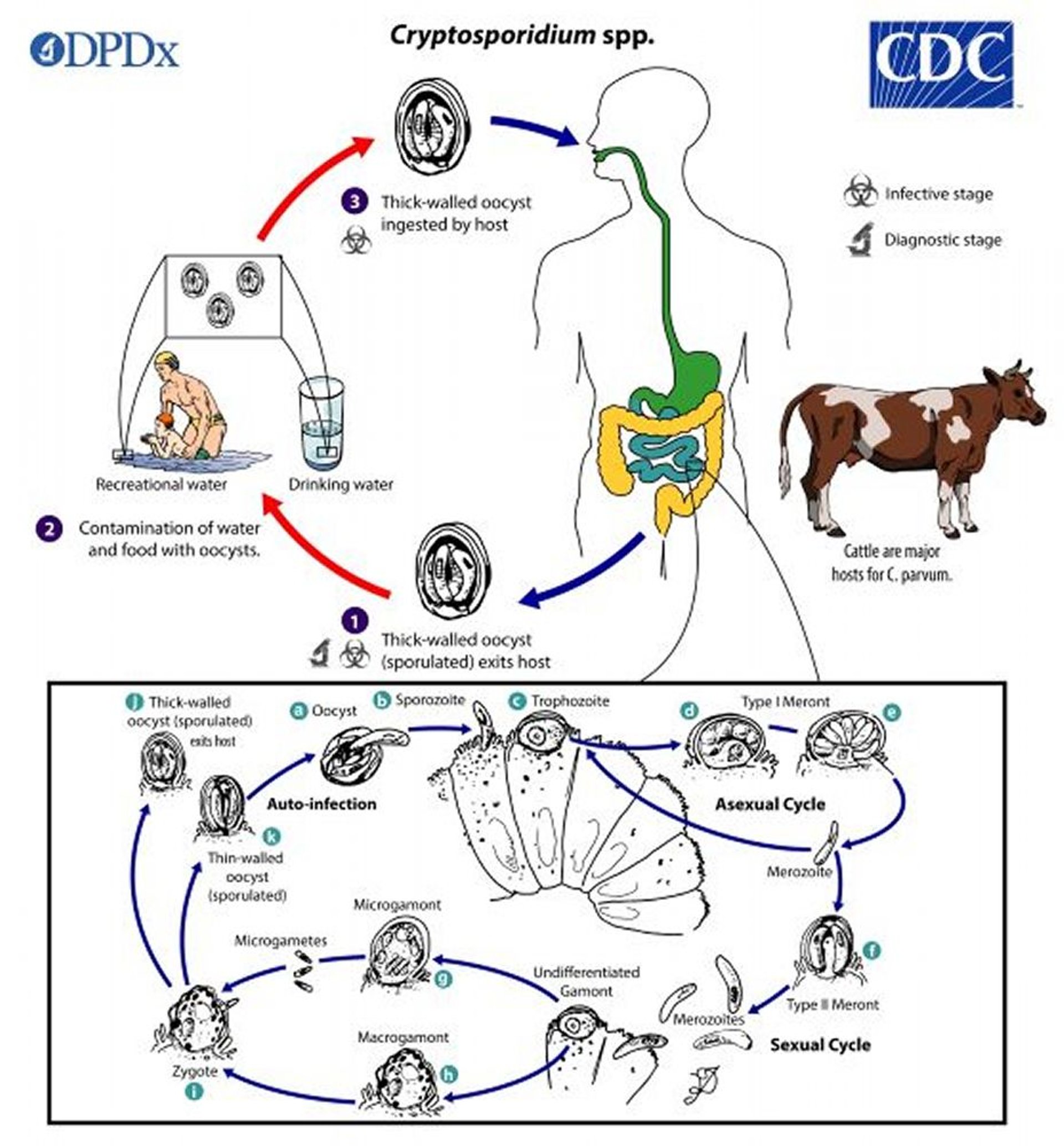 Cycle de vie de <i >Cryptosporidium</i>