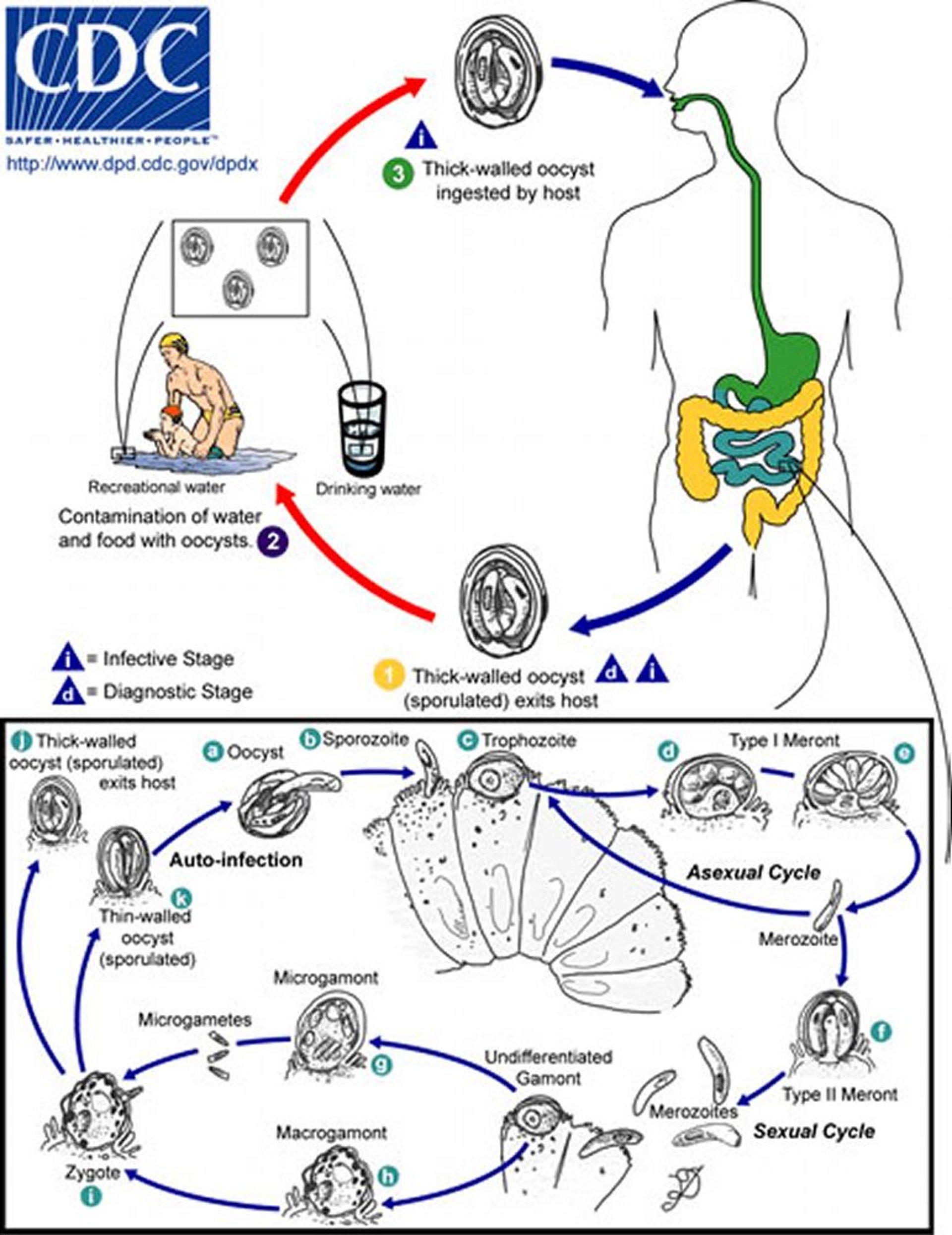 Ciclo de vida do <i >Cryptosporidium</i>