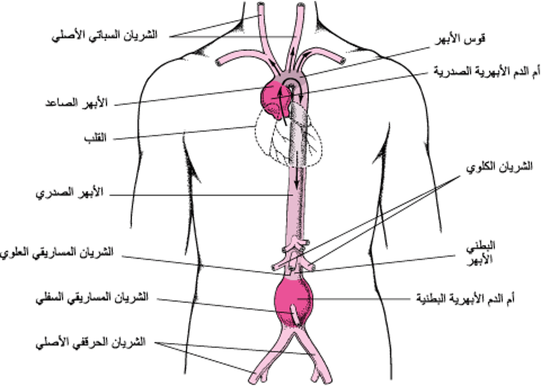 أين تحدث أمهات الدم الأبهرية؟