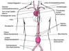 Wo Aortenaneurysmen auftreten