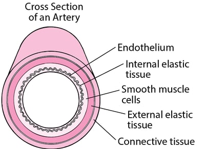 How Atherosclerosis Develops