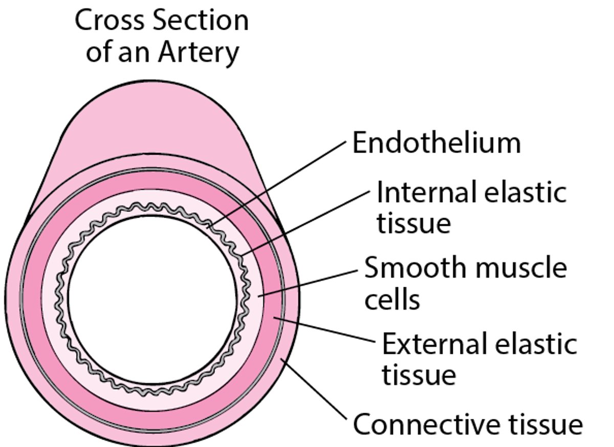 How Atherosclerosis Develops