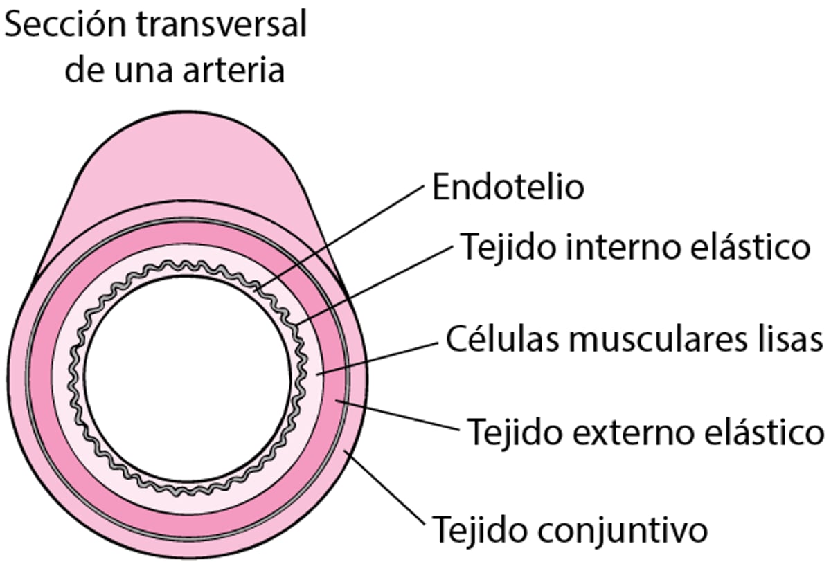 Cómo se desarrolla la ateroesclerosis