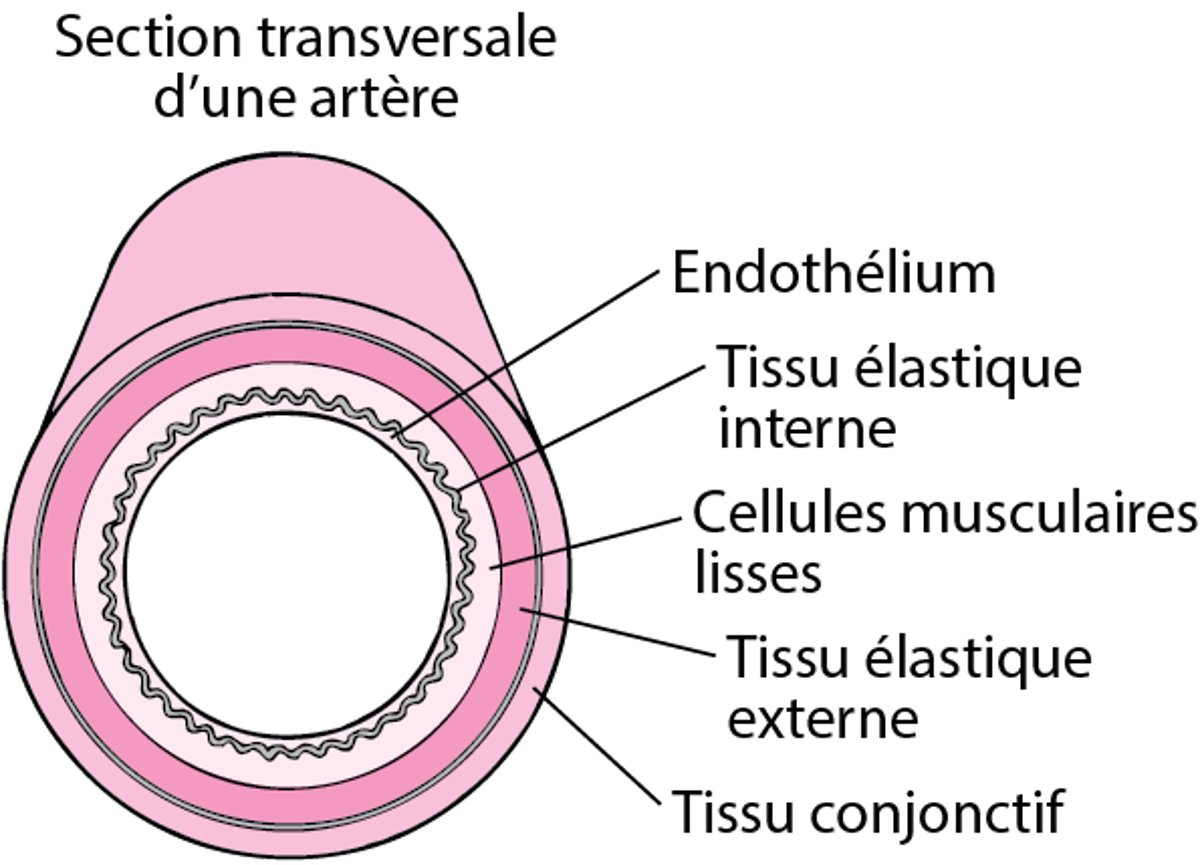 Comment l’athérosclérose se produit