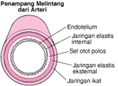 Bagaimana Aterosklerosis Berkembang