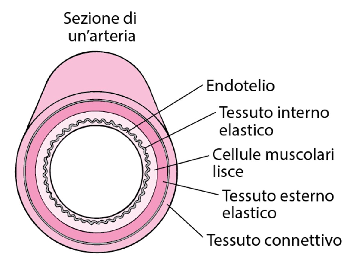 Modalità di sviluppo dell’aterosclerosi