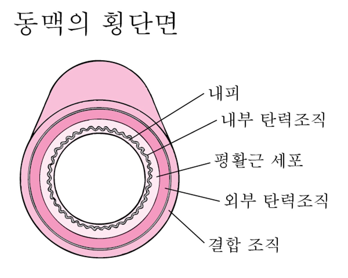 죽상경화증의 발생